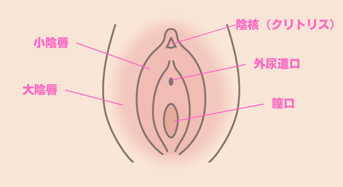 マンコの構造